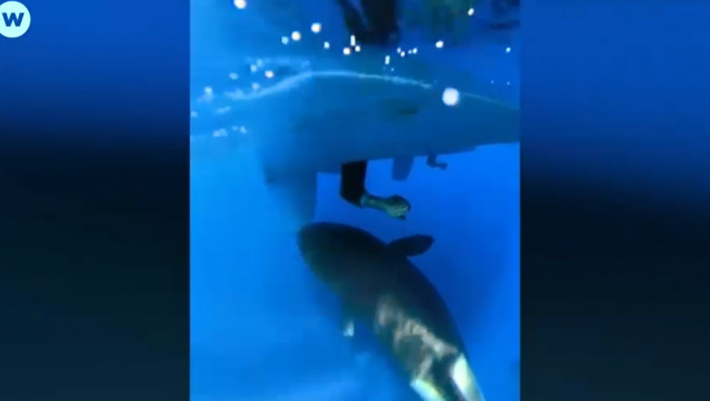 Photo of video | Momentul în care un iaht este atacat de 4 balene ucigașe: „Barca s-a zguduit din senin și s-a rotit la 180 de grade”